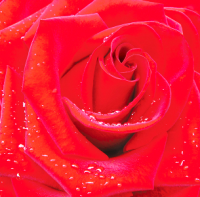Фотообои Красная Роза 196*210